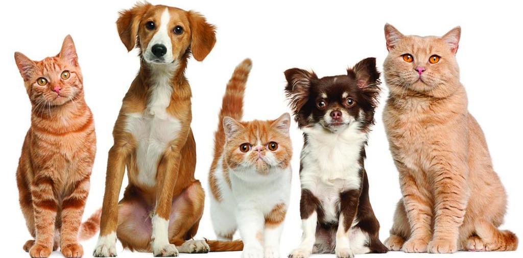 Доска объявлений о животных | ЗооТом - продажа, вязка и услуги для животных в Щенкурске