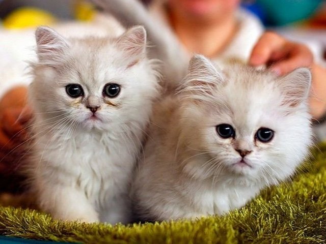 Породы кошек в Щенкурске | ЗооТом портал о животных