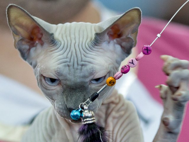 Выставки кошек в Щенкурске | ЗооТом портал о животных