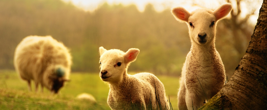 Объявления о сельскохозяйственных животных | ЗооТом - продажа, вязка и услуги для животных в Щенкурске
