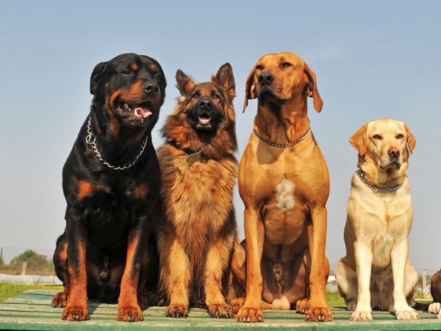 Крупные породы собак в Щенкурске | ЗооТом портал о животных
